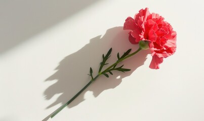 A beautiful carnation on a clean white backdrop, casting an intricate shadow, red flower on white background