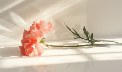 A beautiful carnation on a clean white backdrop, casting an intricate shadow, pink flower on white background