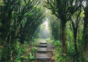 Mysterious woodland lush tropical rainforest with wooden path leading through it