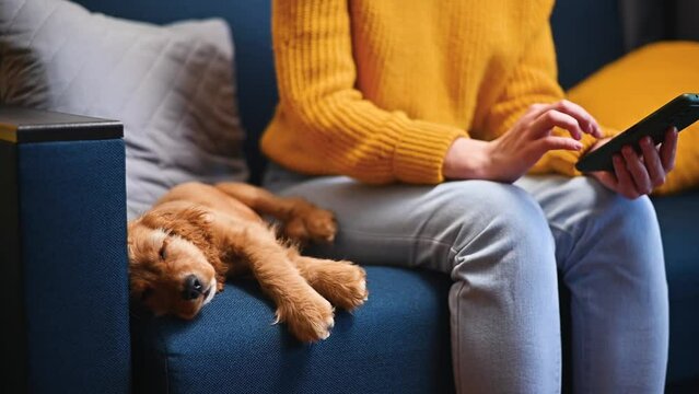 Close-up of unrecognizable woman using smartphone while sitting on sofa with sleeping pet indoors, selective focus on resting dog puppy