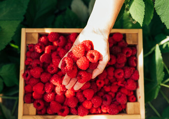 Shot from above on a female hand holding a raspberry above a box full of berries