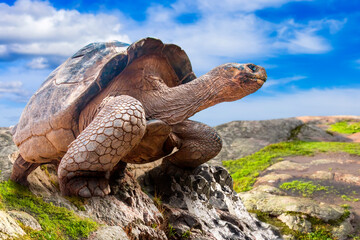 Large turtle stands on rocks. Exotic animal. Old turtle in rocky area. Fauna of southern countries....