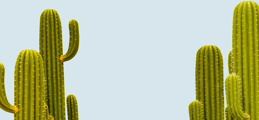 Background with cacti. Green spiny plants. Mexican cacti with needles. Succulents on light...