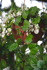 apples on tree