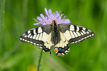 Old World Swallowtail or common yellow swallowtail (Papilio machaon) sitting on a small scabious in Zurich, Switzerland