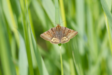 Burnet Companion (Euclidia glyphica) Moth sitting on a grass blade in Zurich, Switzerland