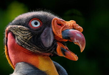 A close up of the King Vulture