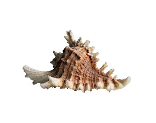 white sea shell isolated