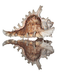 white shell with reflection isolated