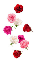 Falling roses isolated on white background, full depth of field