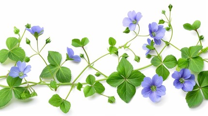 creeper plant with spring flowers isolated on white background floral arrangement