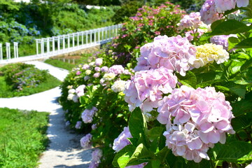 岡山　済渡寺　鳥居　白い鳥居　紫陽花　アジサイ　あじさい