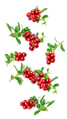 Falling cranberry, cowberry, lingonberry, isolated on white background, full depth of field