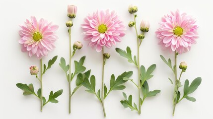 delicate pink chrysanthemum flowers buds and leaves on white background