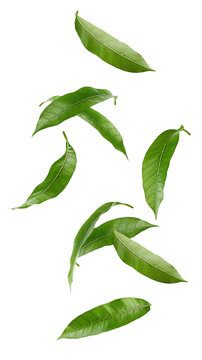 Falling Mango leaf isolated on white background, full depth of field