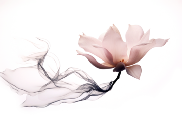 PNG Ink magnolia flower drawing sketch petal.