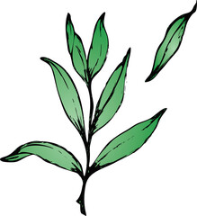 Vector branches and leaves. Hand drawn floral elements. Vintage botanical illustrations