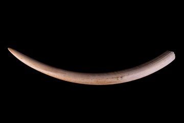 Elephant tusk is made up of a hard, dense bony tissue that is used for digging, lifting objects,...
