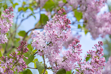 Blossom lilac flowers in spring. Spring brunch of Lilac. High quality photo