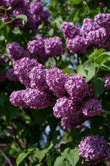Large lilac bush in spring. Bright flowers of spring lilac bush. Spring lilac flowers close-up. Twig beautiful varietal blooming flower