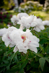 Beautiful flower peonies close-up blooming in a peony garden. Nature.
