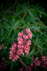 Obraz premium Red chestnut. The colorful inflorescences of a tree called chestnut, one of its ornamental varieties, are usually planted on city streets. Beautiful red chestnut flowers