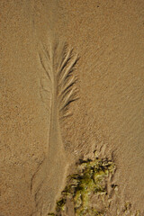 Mandelbrot as the tree on the sand