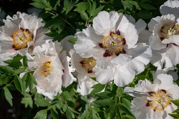 Beautiful flower peonies close-up blooming in a peony garden. Nature.