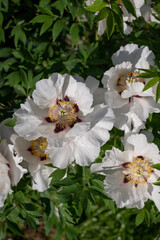 Beautiful flower peonies close-up blooming in a peony garden. Nature.