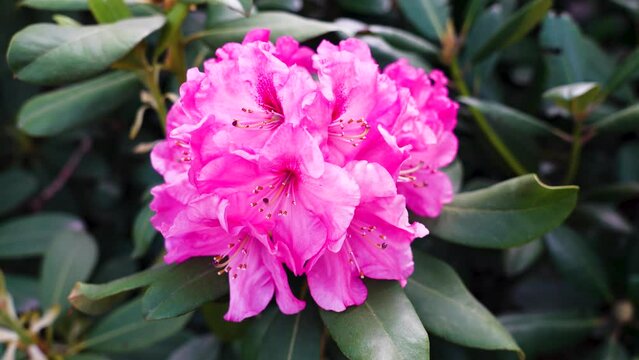 Azalea Rhododendron Flowering Blooming
