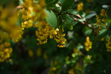 Yellow barberry flowers in spring close-up