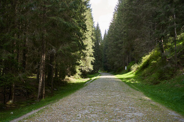 Fototapeta premium Gravel and cobble road in a pine forest