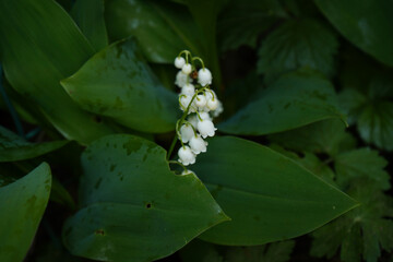 One sprig of lily of the valley in the foliage close-up