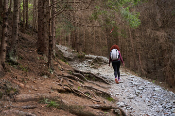 Fototapeta premium Woman hiker with backpack in a pine forest