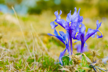 Purple crocus flower on nature, Andalucia Spain