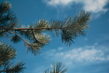 Pine branches against blue sky