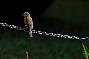 Brown-backed Shrike (Lanius collurio) perched on a chain in a field