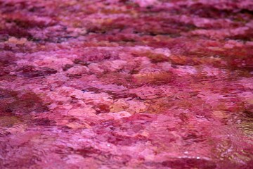 Caño Cristales is a river in Colombia that is located in the Sierra de la Macarena, in the department of Meta. It is considered by many as the “Most Beautiful River in the World”