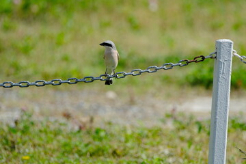 A black-backed shrike perched on a chain in a field