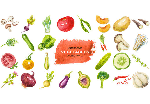 Watercolor painted collection of vegetables. Hand drawn fresh food design elements isolated on transparent background.