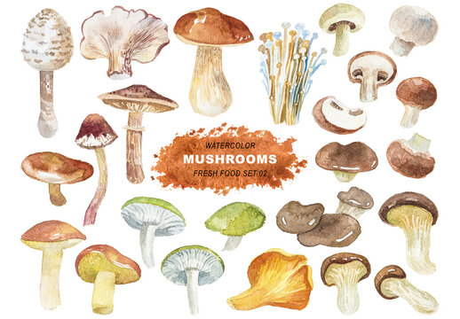 Watercolor painted collection of mushrooms. Hand drawn fresh food design elements isolated on transparent background.