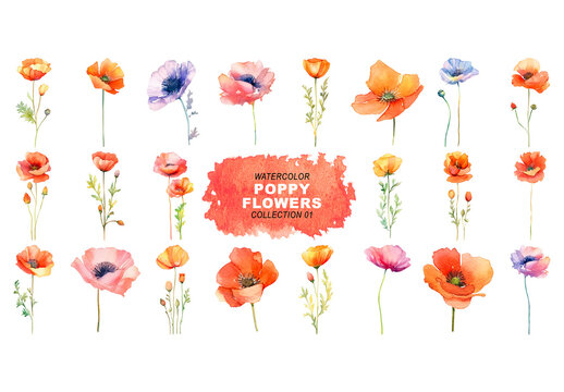 Watercolor painted style - poppy flowers clipart isolated on transparent background. Created using Generative AI.