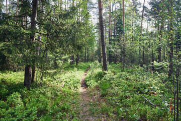 leśna ścieżka  © Marcin Łazarczyk