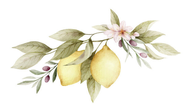 Watercolor vector floral wreath of lemon and olive. Hand painted branch of fresh yellow fruits isolated on white background. Greenery clipart for cards, decoration, wedding invitation, stationery