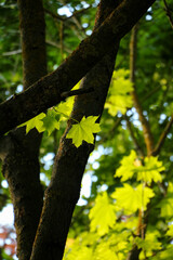 Fototapeta premium Leaves in the forest.