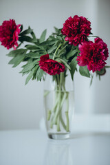 Naklejka premium A bouquet of burgundy peonies in a vase. 