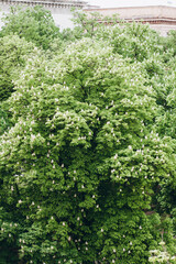 Chestnuts are blooming outside in Dnipro. 