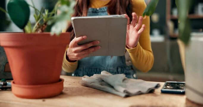 Woman, plants and growth in home with tablet, online search and scrolling with sustainable botany app for eco friendly info. Houseplant, leaves and organic nature decor, horticulture and web gardener