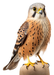 Fototapeta premium PNG Buzzard animal beak bird