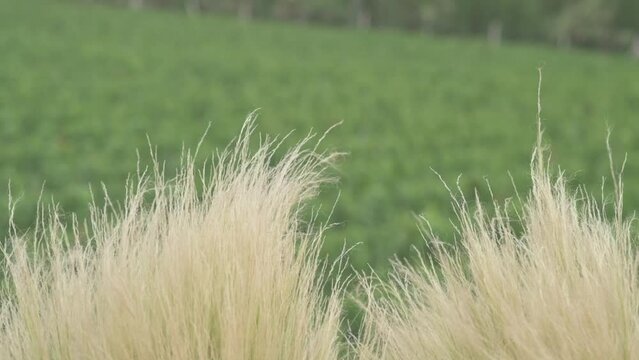 Planta en cama lenta con vi&ntilde;edo de fondo